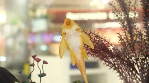 Albino catfish scrape off algae in aquarium and then hides, fishtank in mall Video stock 142009137