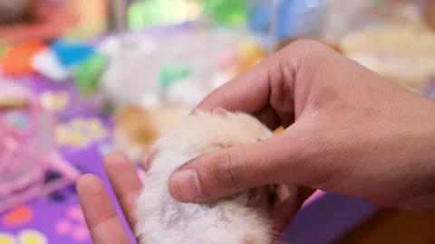 Albino Caught Red-Handed,  A Tiny Albino Rat’s Struggle, Stock Footage 343826881
