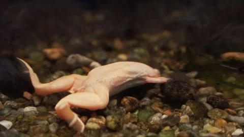 Albino clawed frog at the rocky bottom of a home freshwater aquarium Stock Footage 345941320