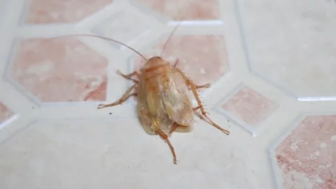 Albino cockroach Stockbeeldmateriaal 243650871