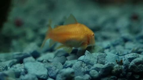 Albino Corydora Catfish Macro 動画素材 148501999