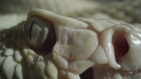Albino diamondback snake close up macro face Stock Footage 170943652