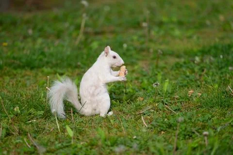 Albino eastern gray squirrel 스톡 사진