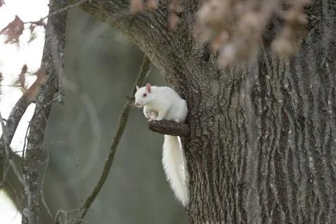 Albino eastern gray squirrel Stock-Fotos