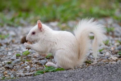 Albino eastern gray squirrel Stock-Fotos