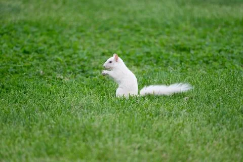 Albino eastern gray squirrel Stock-Fotos