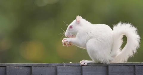 Albino Eastern grey squirrel eating peanut on garden fence, UK.. Stock Footage 333135774