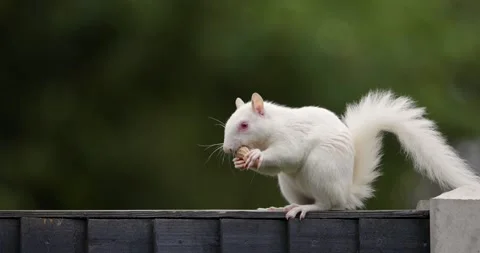 Albino Eastern grey squirrel eating peanut on garden fence, UK.. Stock Footage 333466611
