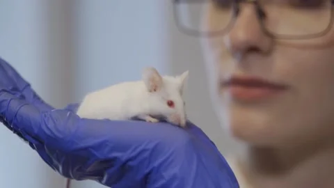 An albino experimental mouse sits on the scientist's hand and moves its antennae Stock Footage 160653142