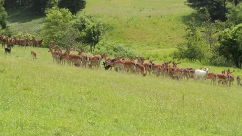 Albino fallow deer grazing in a large herd Stock-Footage 338232305
