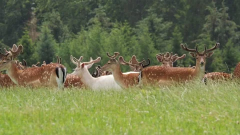 Albino fallow deer standing out in herd Vídeo Stock 338237011