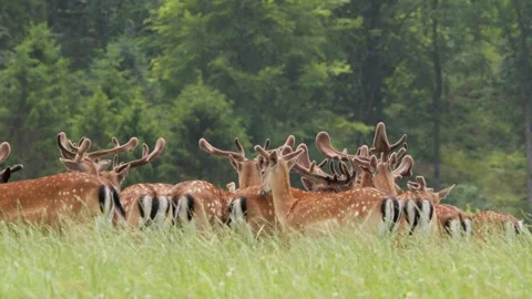 Albino fallow deer standing out in a herd grazing on a meadow Stock Footage 338238087