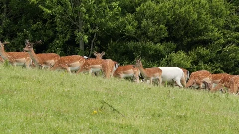 Albino fallow deer walking with herd in green meadow Vídeo Stock 338232810