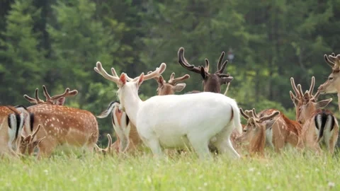 Albino fallow deer walking through a herd in a green meadow Stock Footage 338238173