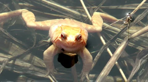 Albino Frog Stock Footage 5729847