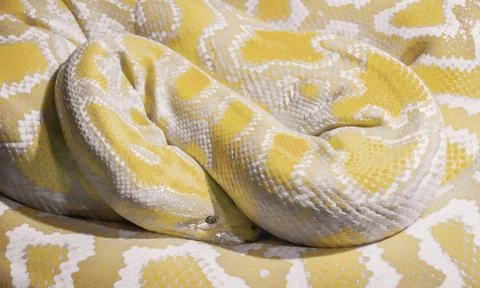 Albino Indian python closeup Indian albino python of the rocks wrapped in ... Stock Photos