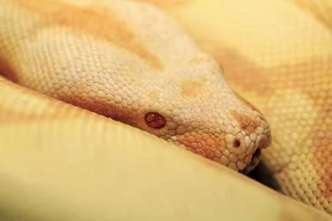 Albino Indian python Photos
