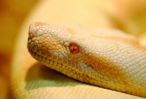 Albino Indian python 写真素材