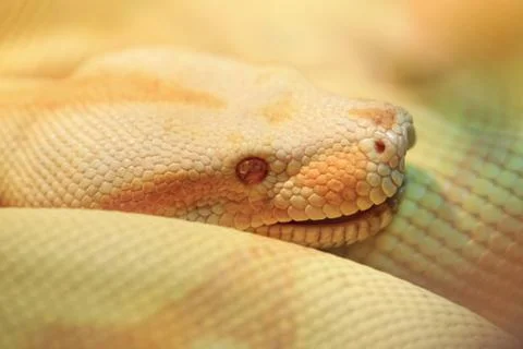 Albino Indian python 写真素材