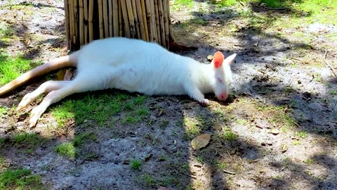 Albino Kangaroo baby Sleeping in Shaded Area Stock Footage