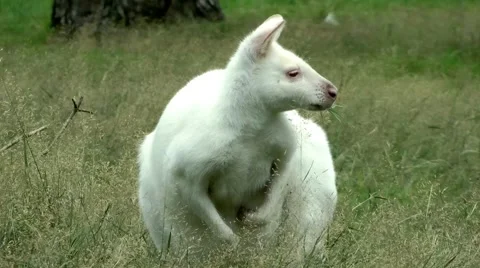 Albino kangaroo Stock Footage 881772