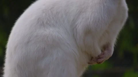 An albino kangaroo resting Stock Footage 274526154
