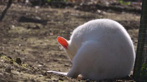 An albino kangaroo sitting Stock Footage 274526840