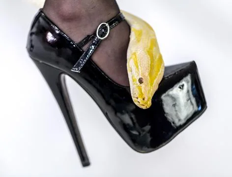 Albino moluro python on legs of dark goth brunette girl with high heels fetis Foto stock