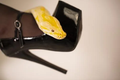 Albino moluro python on legs of dark goth brunette girl with high heels fetis Stock Photos
