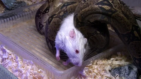 Albino mouse try to escape constrictor snake swamp Video stock 71630138