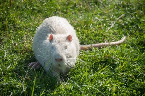 Albino nutria in the grass Stock Photos
