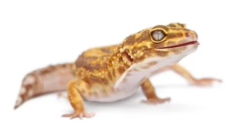 Albino Orange Leopard gecko, Eublepharis macularius, in front of white backgroun Foto stock