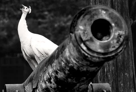 Albino Peacock Stock Photos