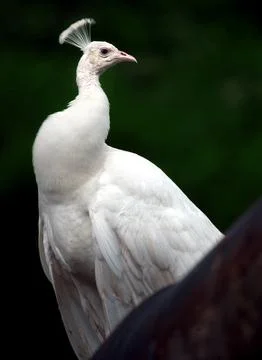 Albino Peacock Stock Photos