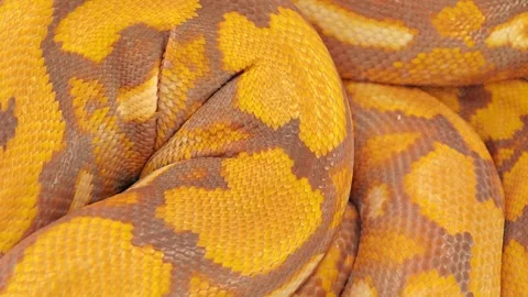 The albino (Purple Phase) Reticulated Python (Malayopython reticulatus). Stock Footage 304939558