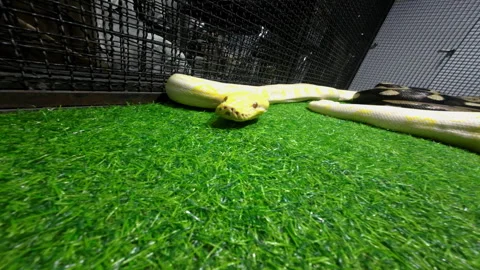 Albino python on artificial grass Video stock 276742344