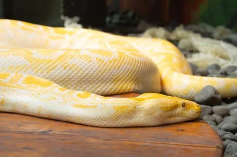 Albino python in captivity at zoo in Colorado Springs, Colorado 写真素材