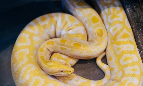 Albino Python Coiled Pattern 写真素材