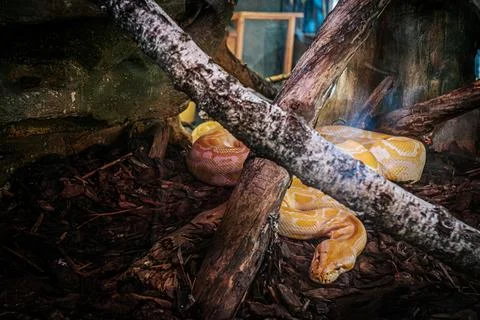The albino python is curled up in a naturalistic terrarium surrounded. Photos