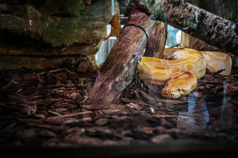 The albino python is curled up in a naturalistic terrarium surrounded. Stock Photos