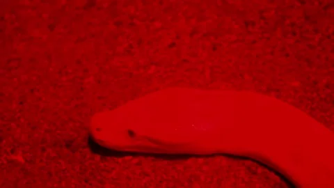 Albino Python Flicking Tongue Under Red Light Stock-Footage 306149563