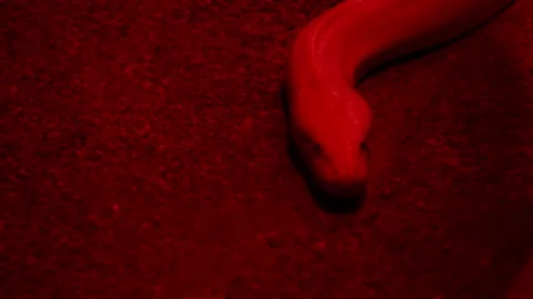 Albino Python Flicking Tongue Under Red Light Video stock 306156751
