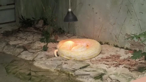 Albino python laying under a heat lamp Video stock 292232813