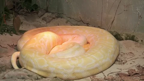 Albino python laying under a heat lamp Stock Footage 292246548