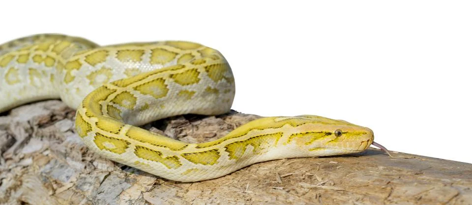 Albino Python molurus snake on a tree trunk isolated on a white background Stock Photos