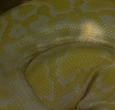 Albino Python is overweight Foto stock