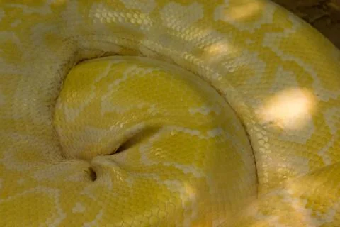 Albino Python is overweight Photos