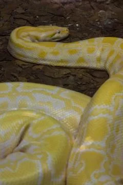 Albino Python is overweight Stock Photos