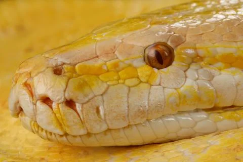 Albino python 写真素材
