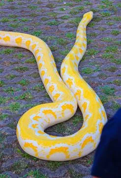 Albino Python Stock Photos